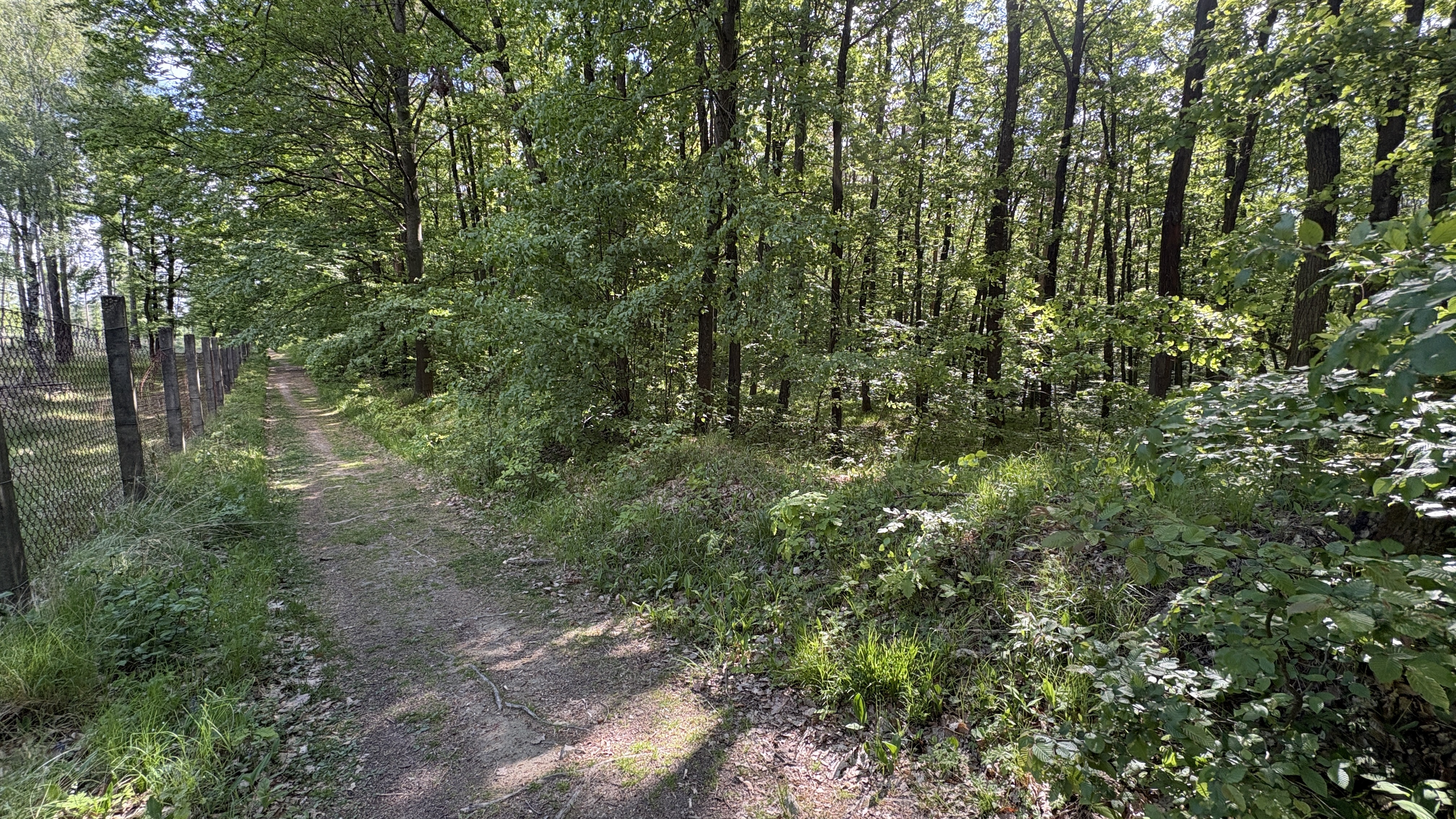 Trnůvka. Many memories of this forest.